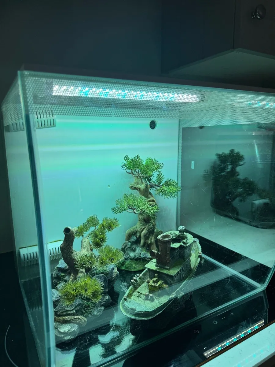 Fish tank , 2 months old - Image 1