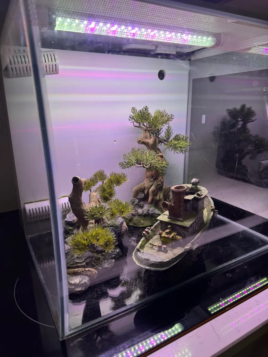 Fish tank , 2 months old - Image 2