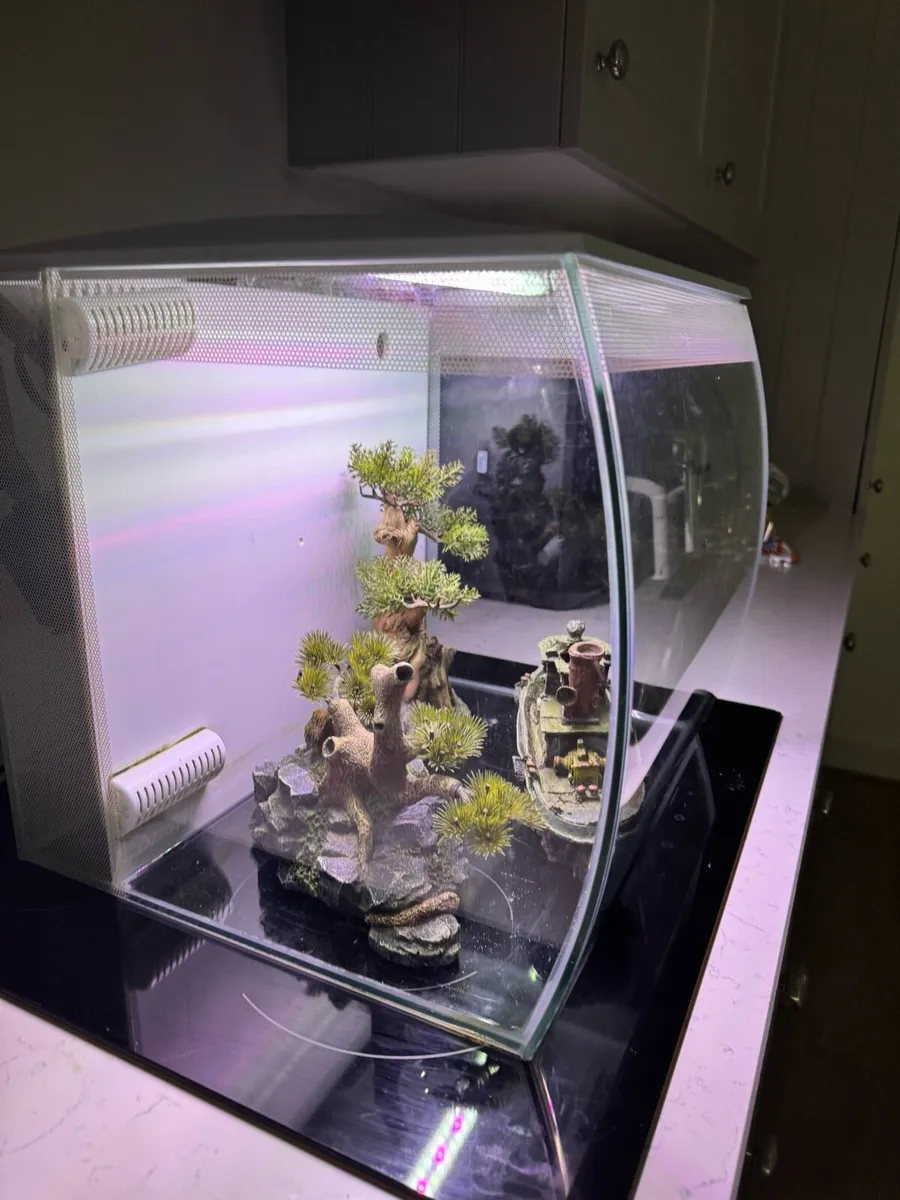 Fish tank , 2 months old - Image 3