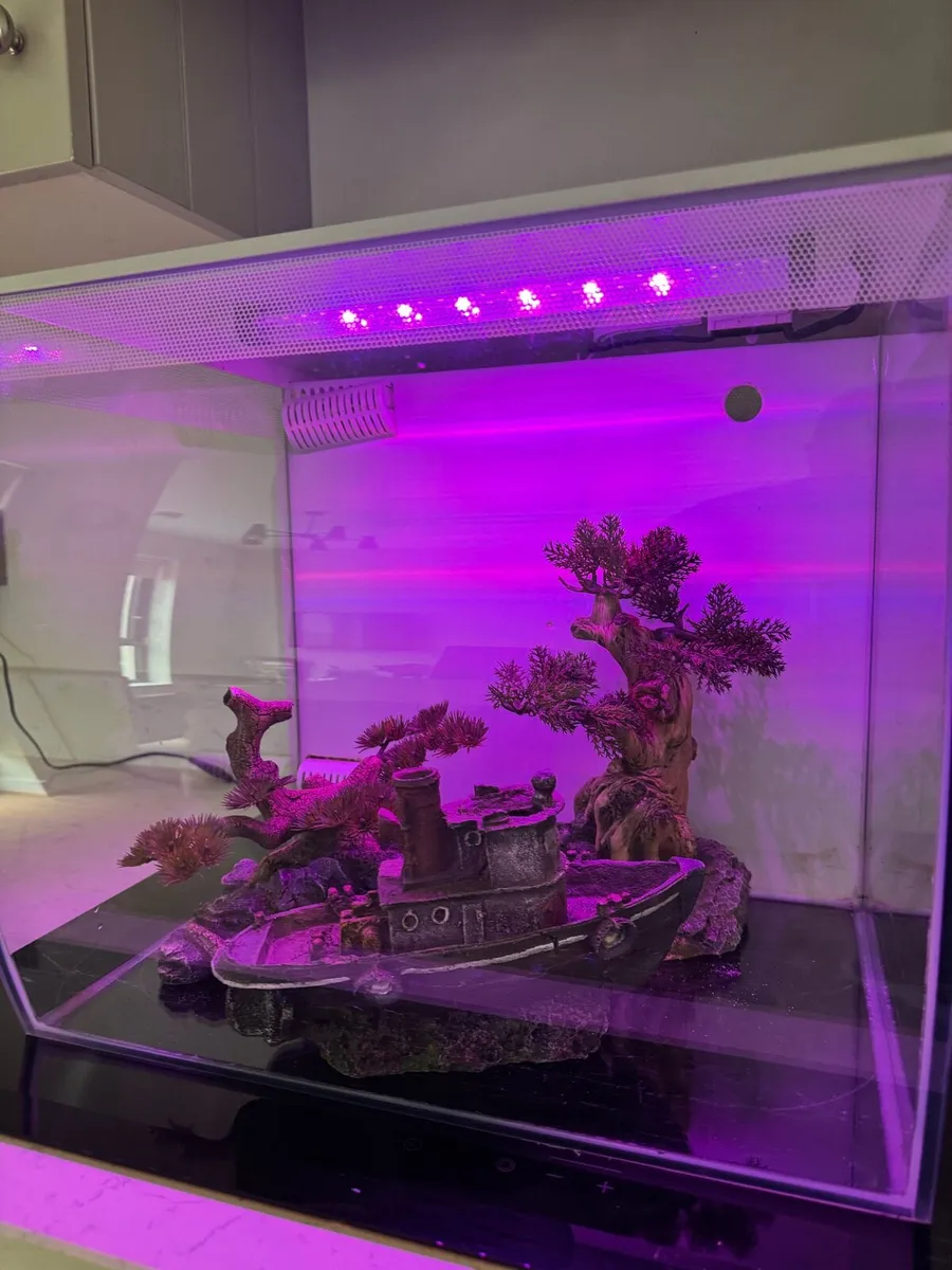 Fish tank , 2 months old - Image 4