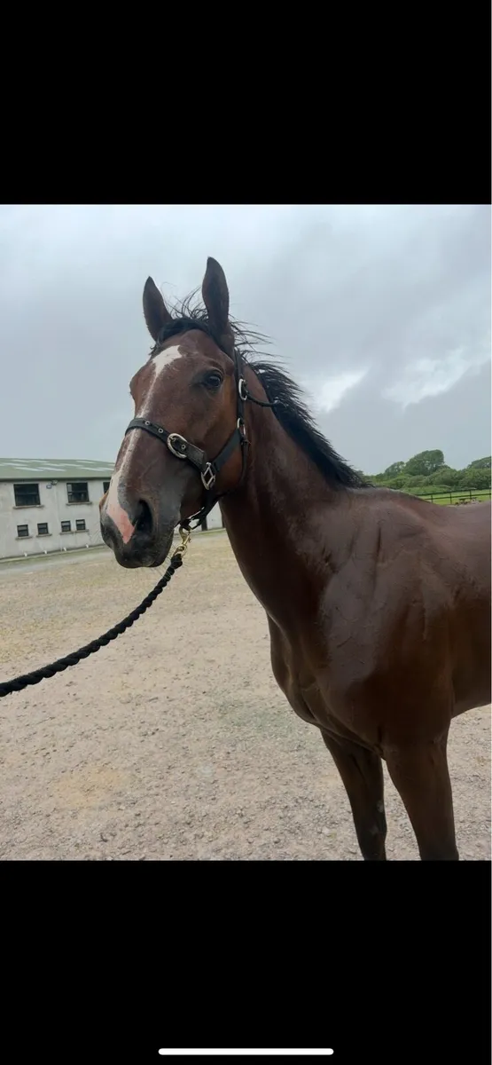 4yo 16.2 gelding - Image 1
