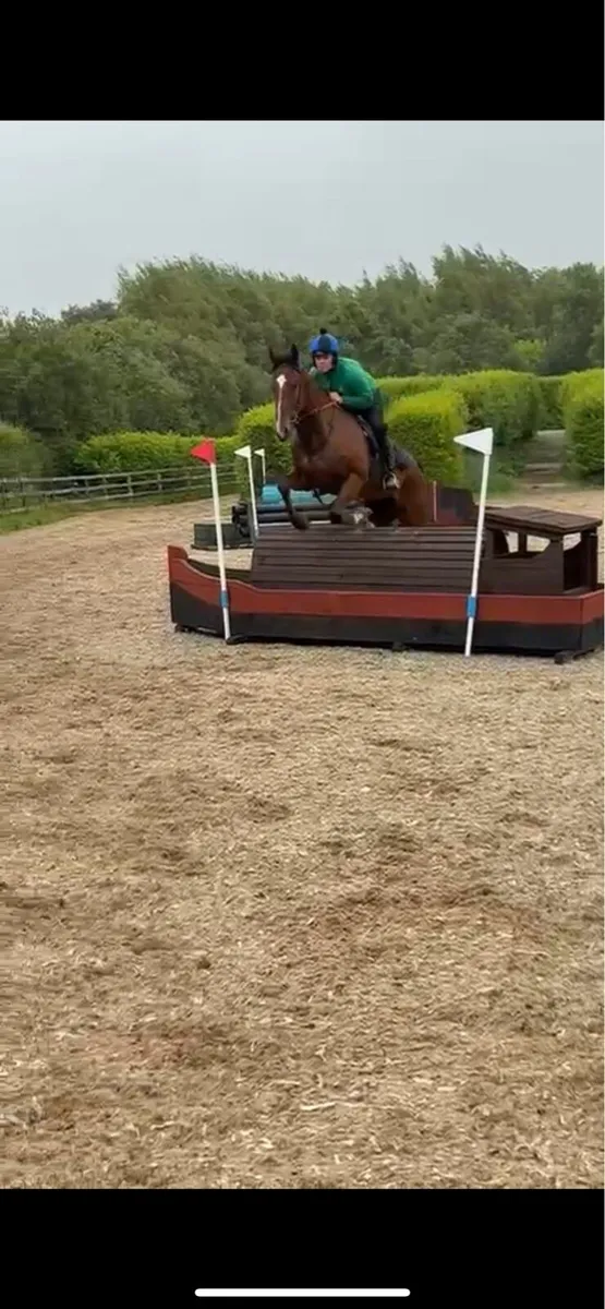4yo 16.2 gelding - Image 2