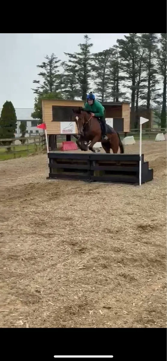 4yo 16.2 gelding - Image 3