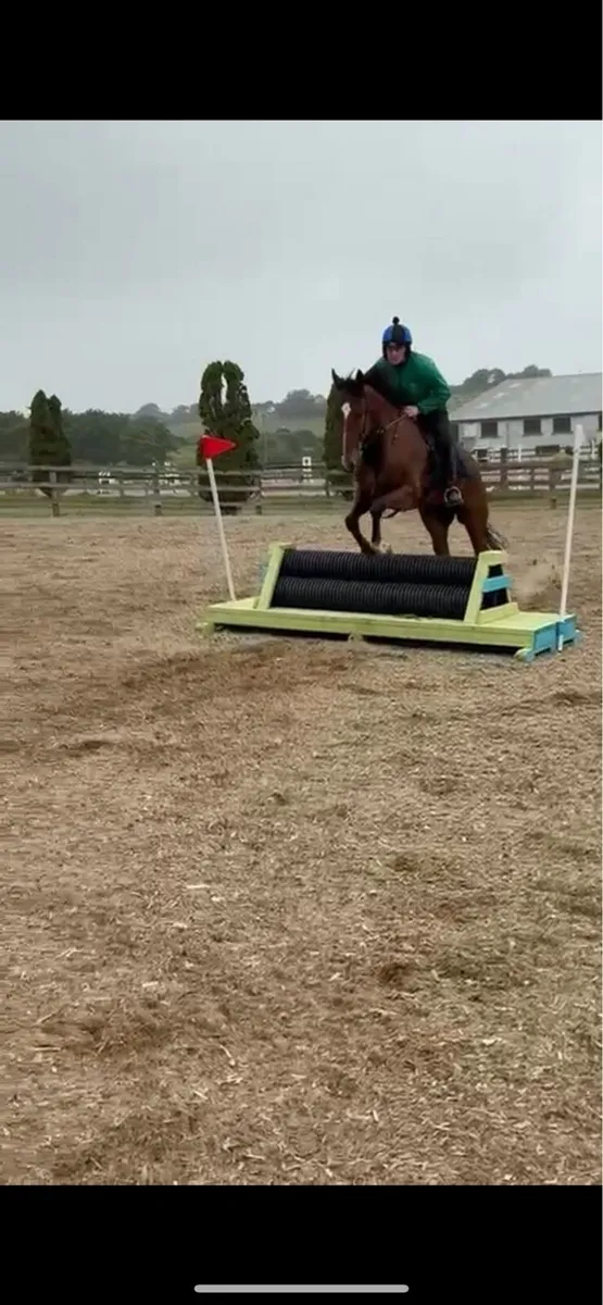 4yo 16.2 gelding - Image 4