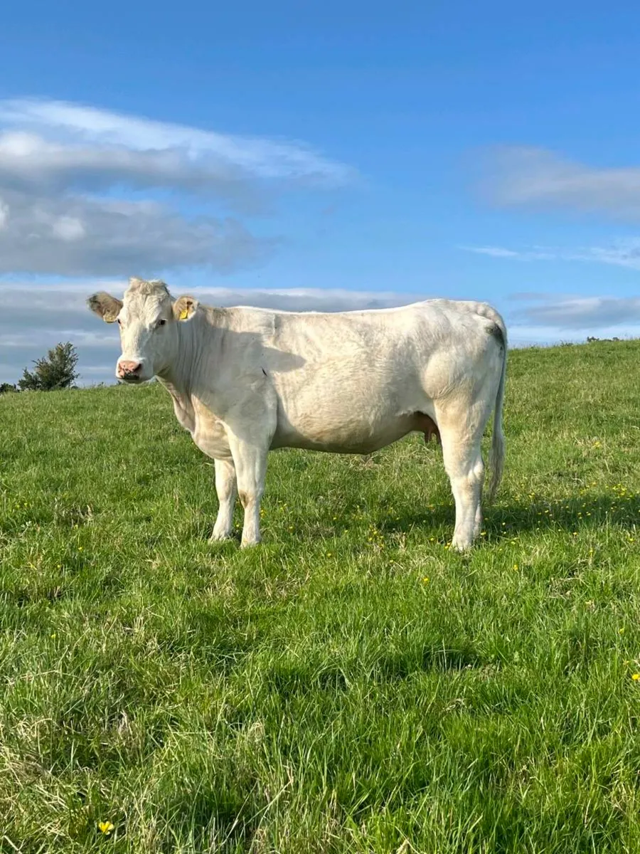 IN CALF BB HEIFER - Image 1