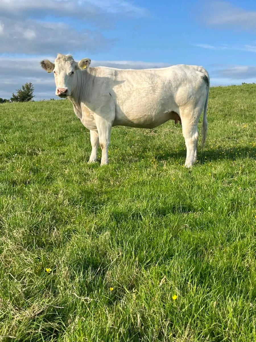 IN CALF BB HEIFER - Image 2