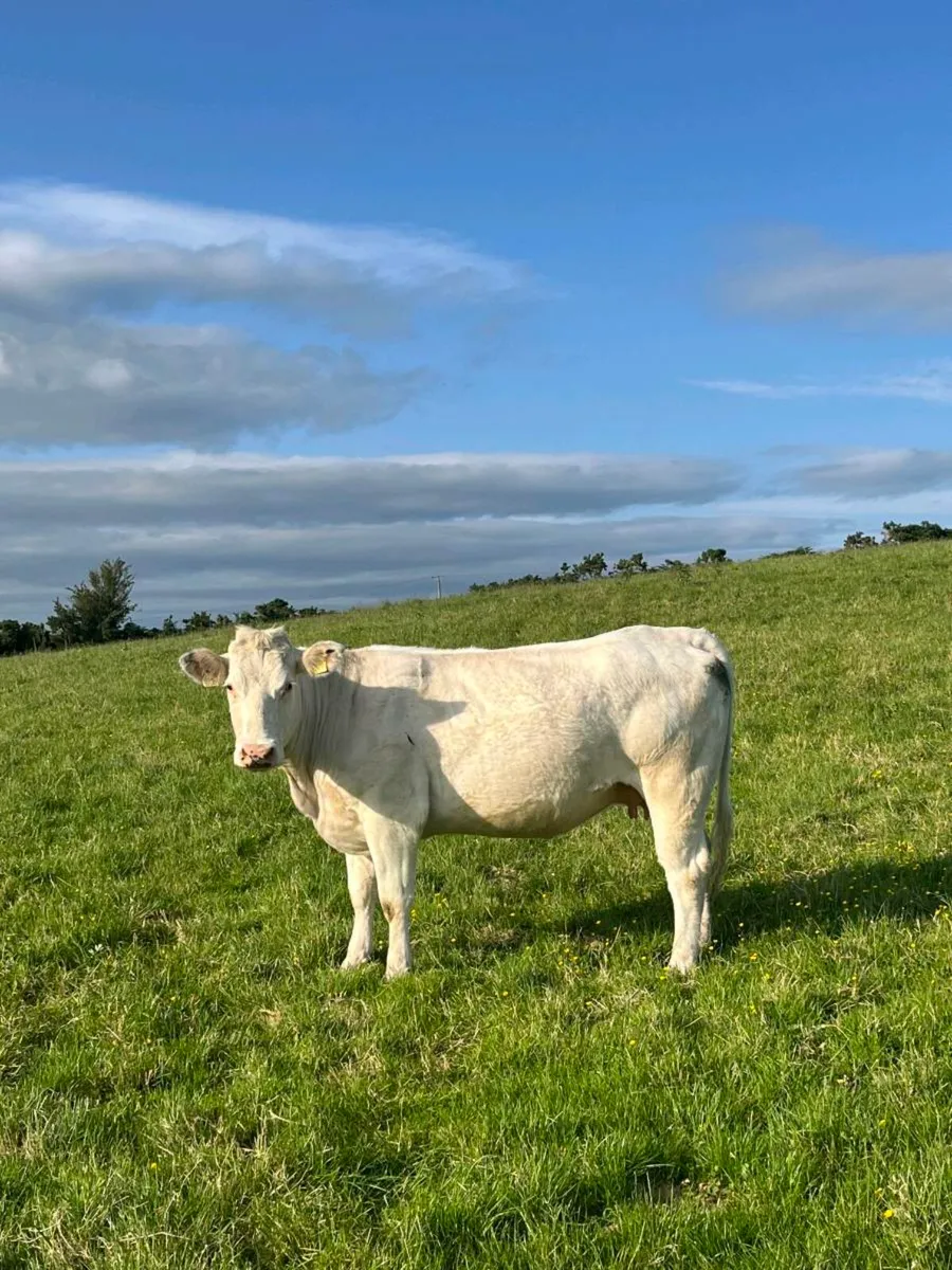 IN CALF BB HEIFER - Image 4