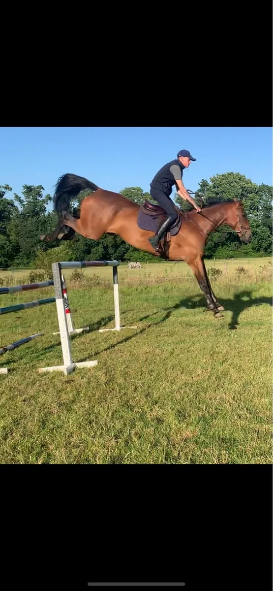 17hh gelding - Image 1