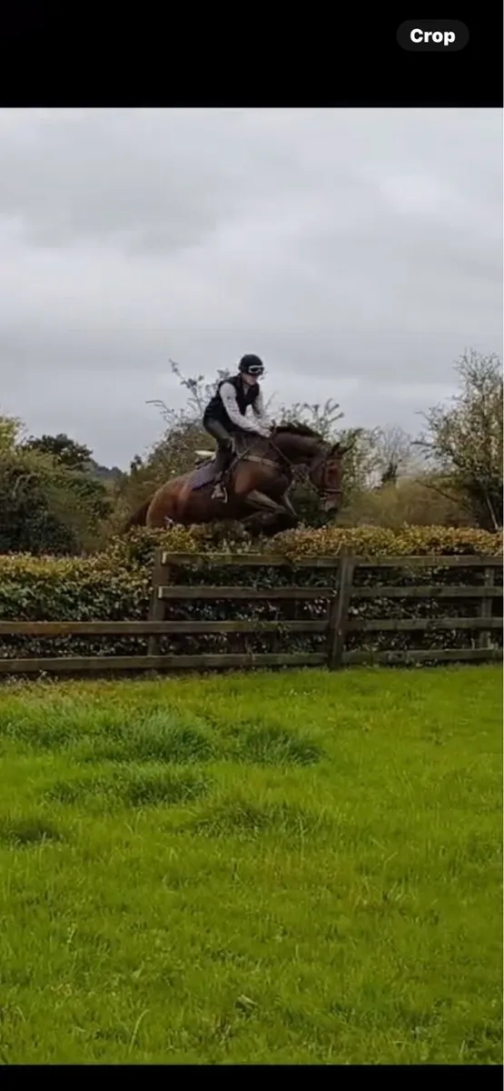 17hh gelding - Image 4