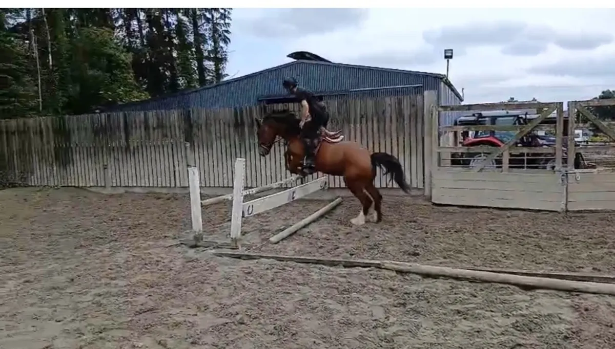 15.1 4 year old cob for sale - Image 3
