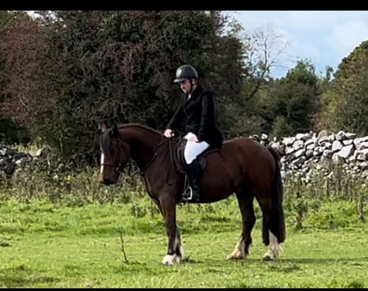 15.1 4 year old cob for sale - Image 4