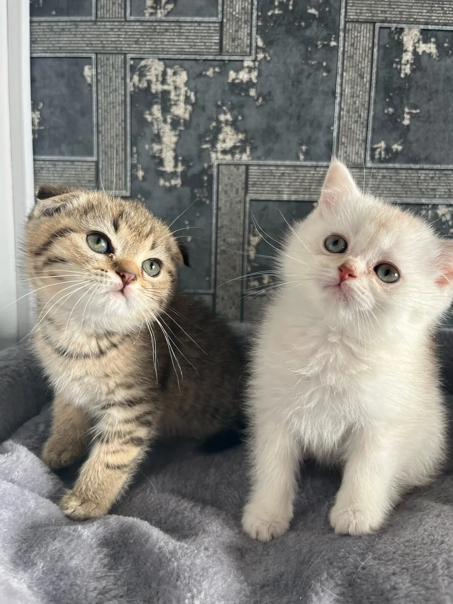 Scottish straight kittens - Image 1
