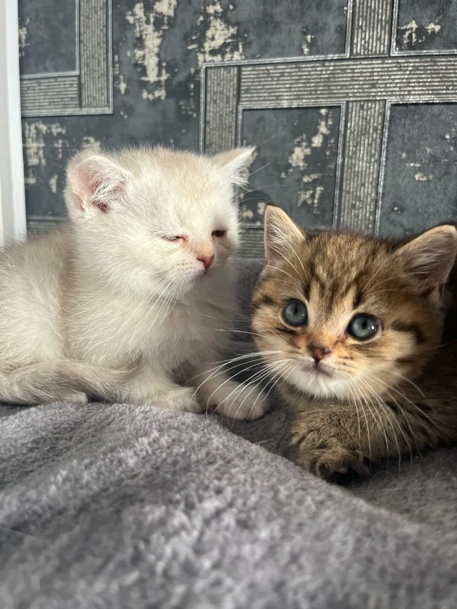 Scottish straight kittens - Image 2