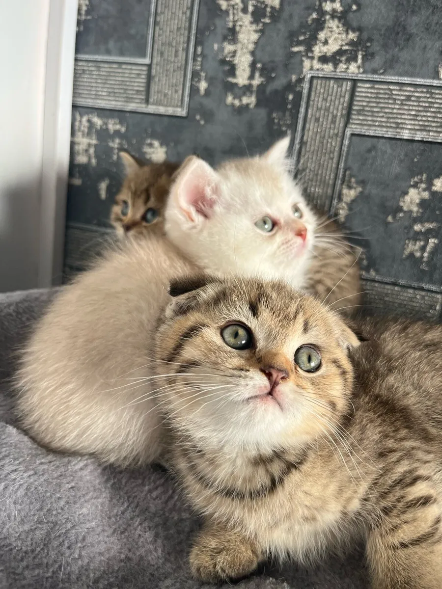 Scottish straight kittens - Image 3