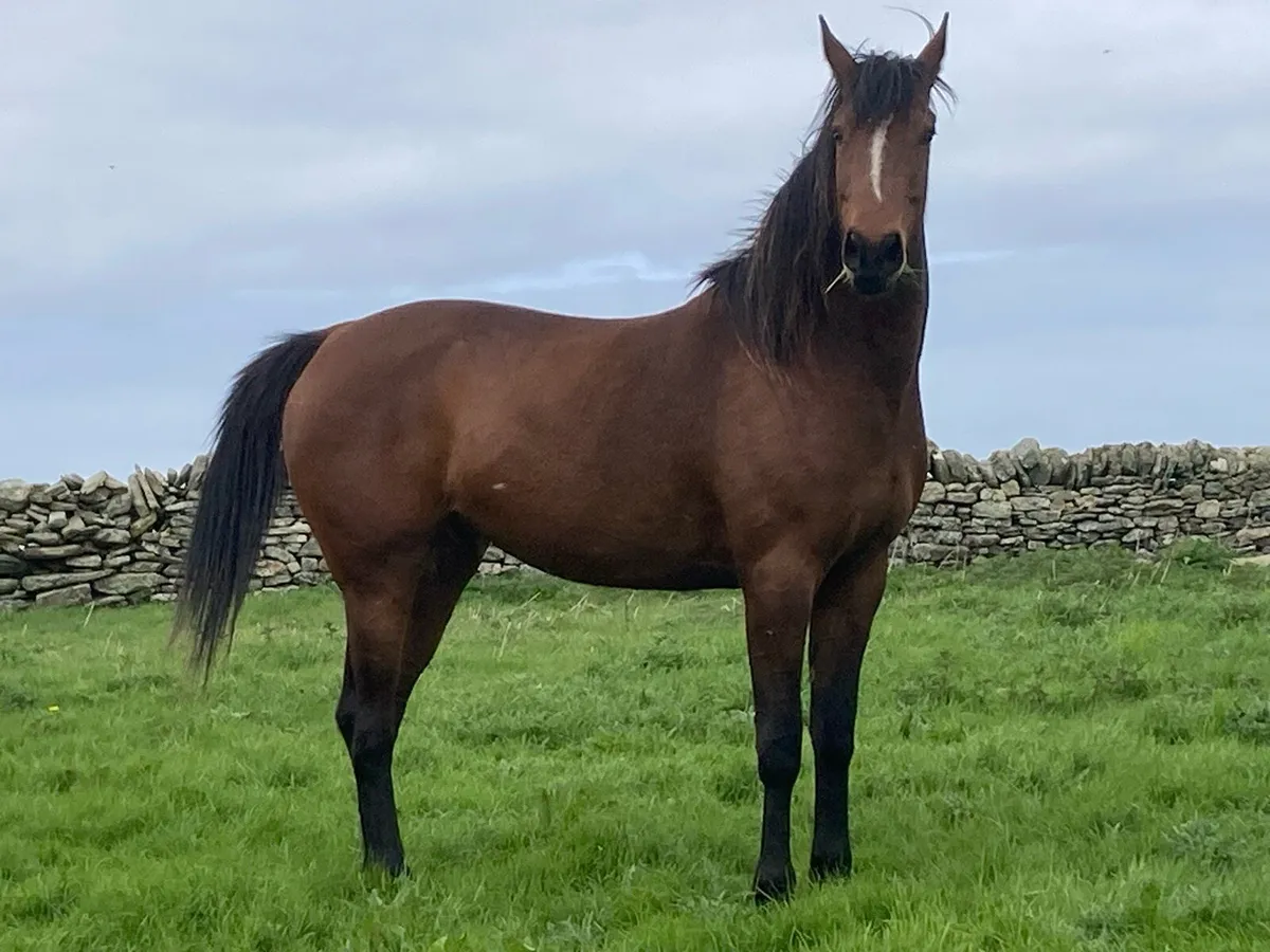 Sports Horse - Image 1