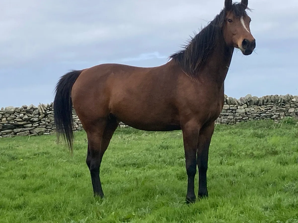 Sports Horse - Image 2