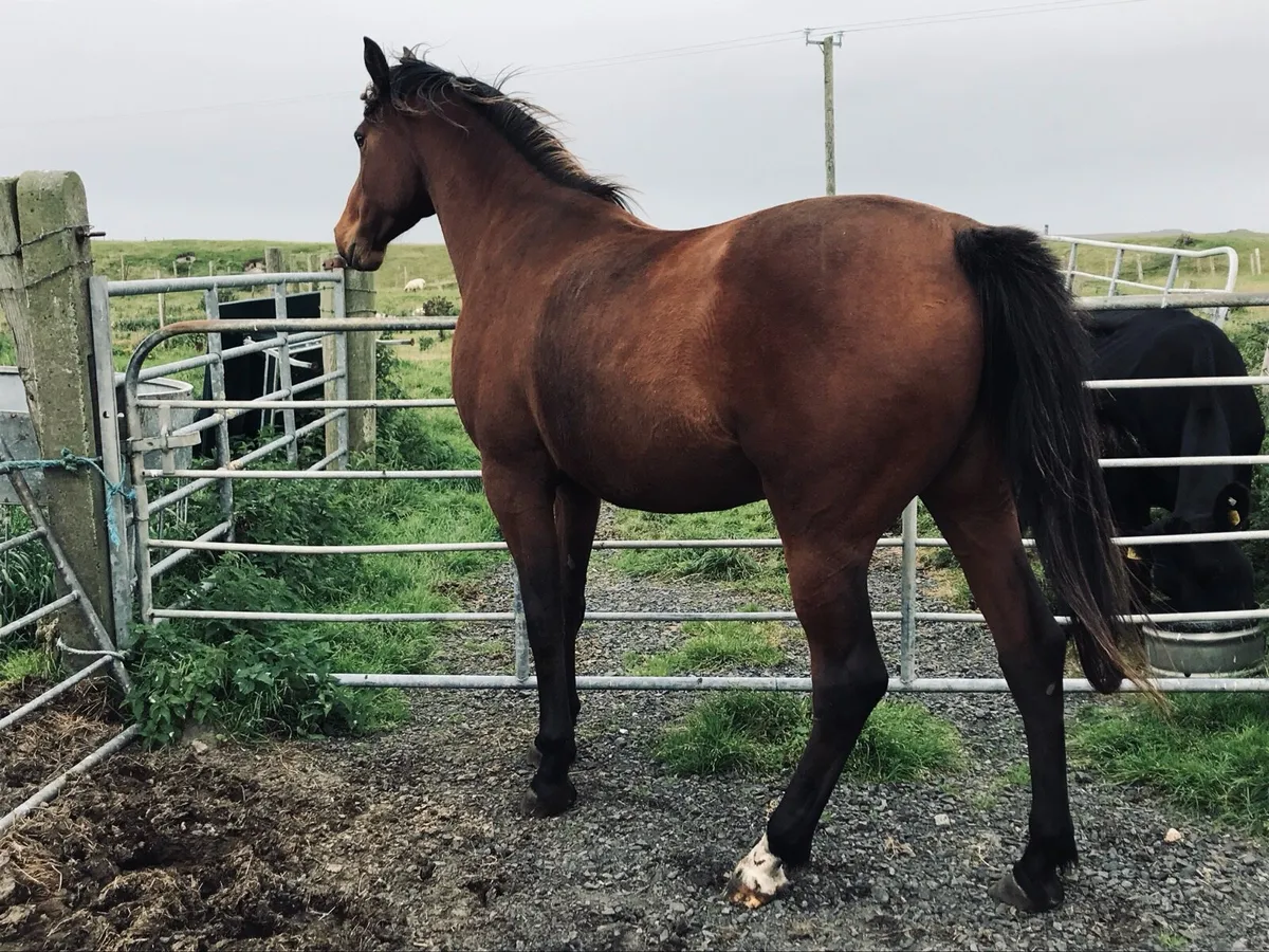 Sports Horse - Image 4