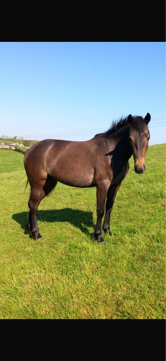 Rosie - Image 1