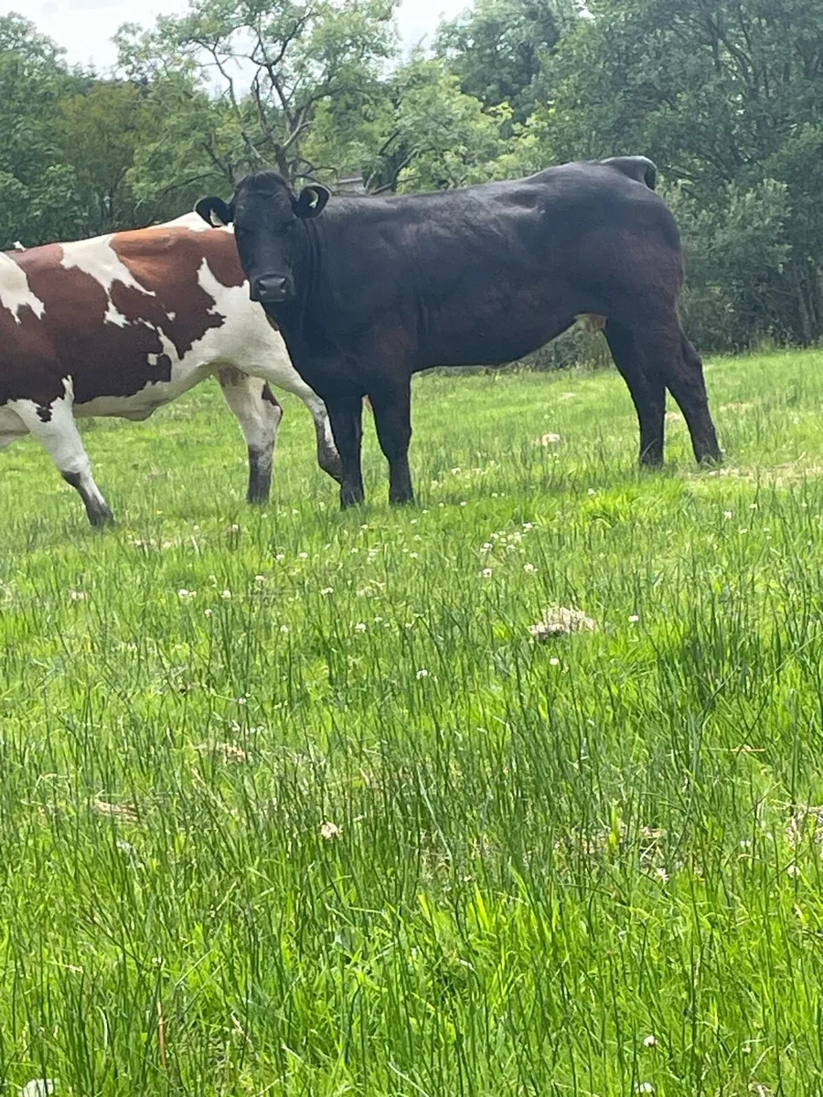 Serious 5star⭐️⭐️ genotyped Incalf heifer BBX bred - Image 2