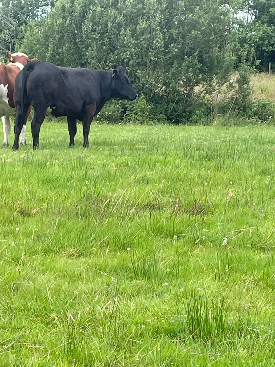 Serious 5star⭐️⭐️ genotyped Incalf heifer BBX bred - Image 3