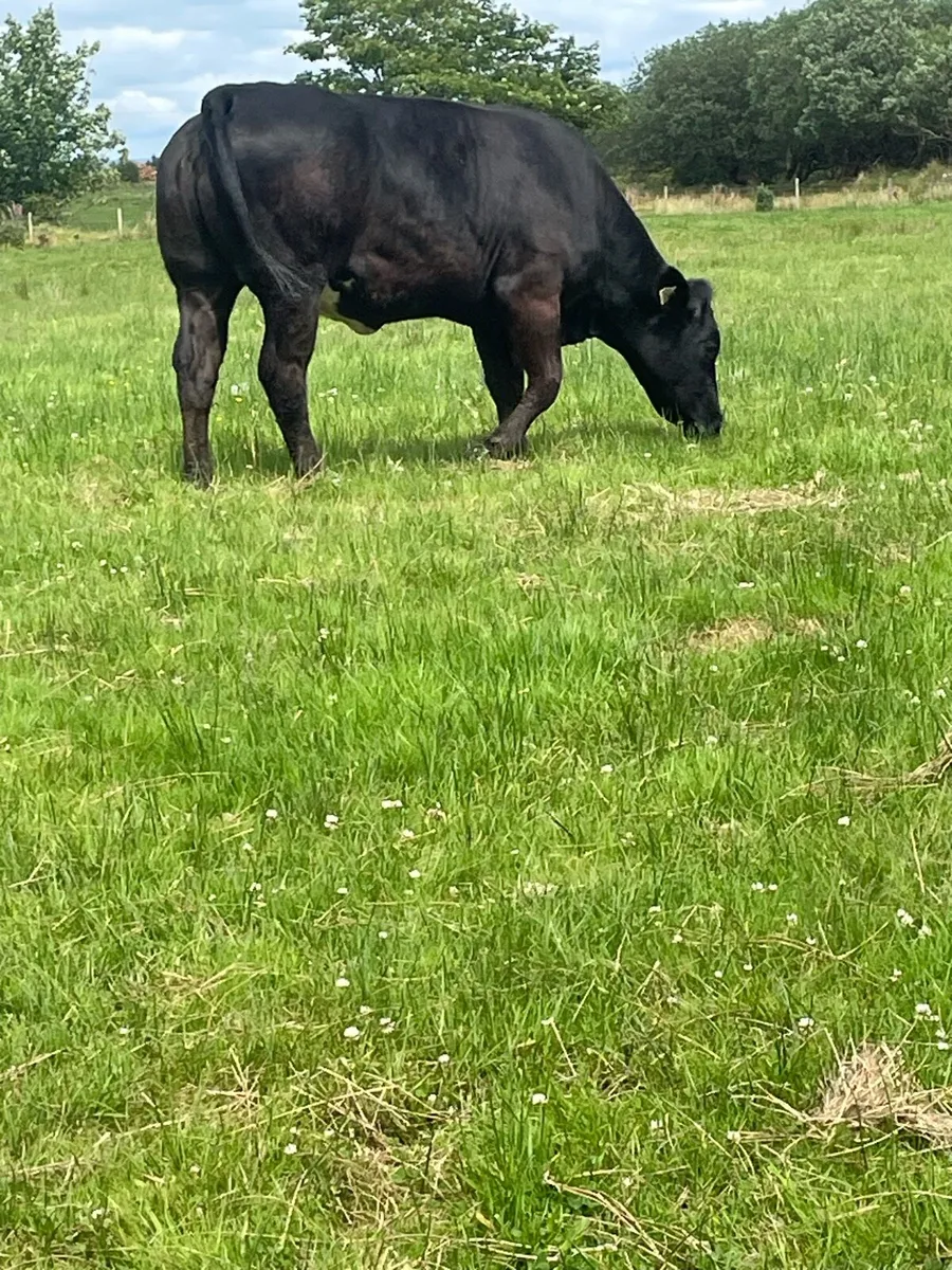 Serious 5star⭐️⭐️ genotyped Incalf heifer BBX bred - Image 4