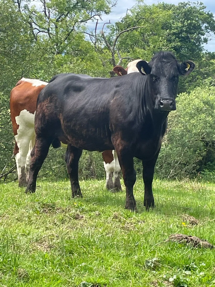 Serious 5star⭐️⭐️ genotyped Incalf heifer BBX bred - Image 1