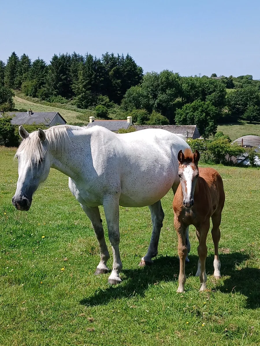 Irishdraught mare and foal - Image 1