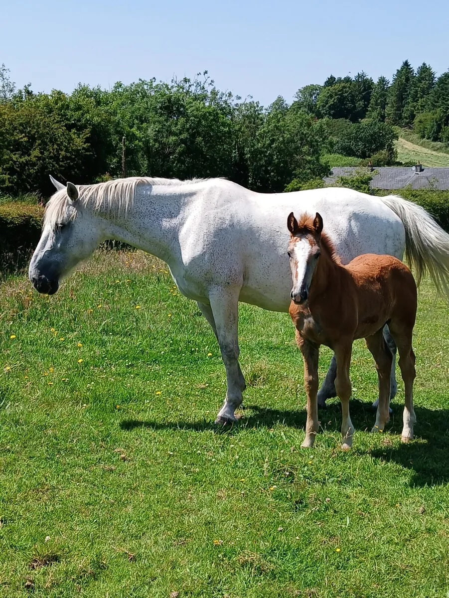 Irishdraught mare and foal - Image 2