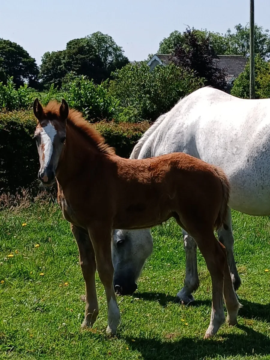 Irishdraught mare and foal - Image 3