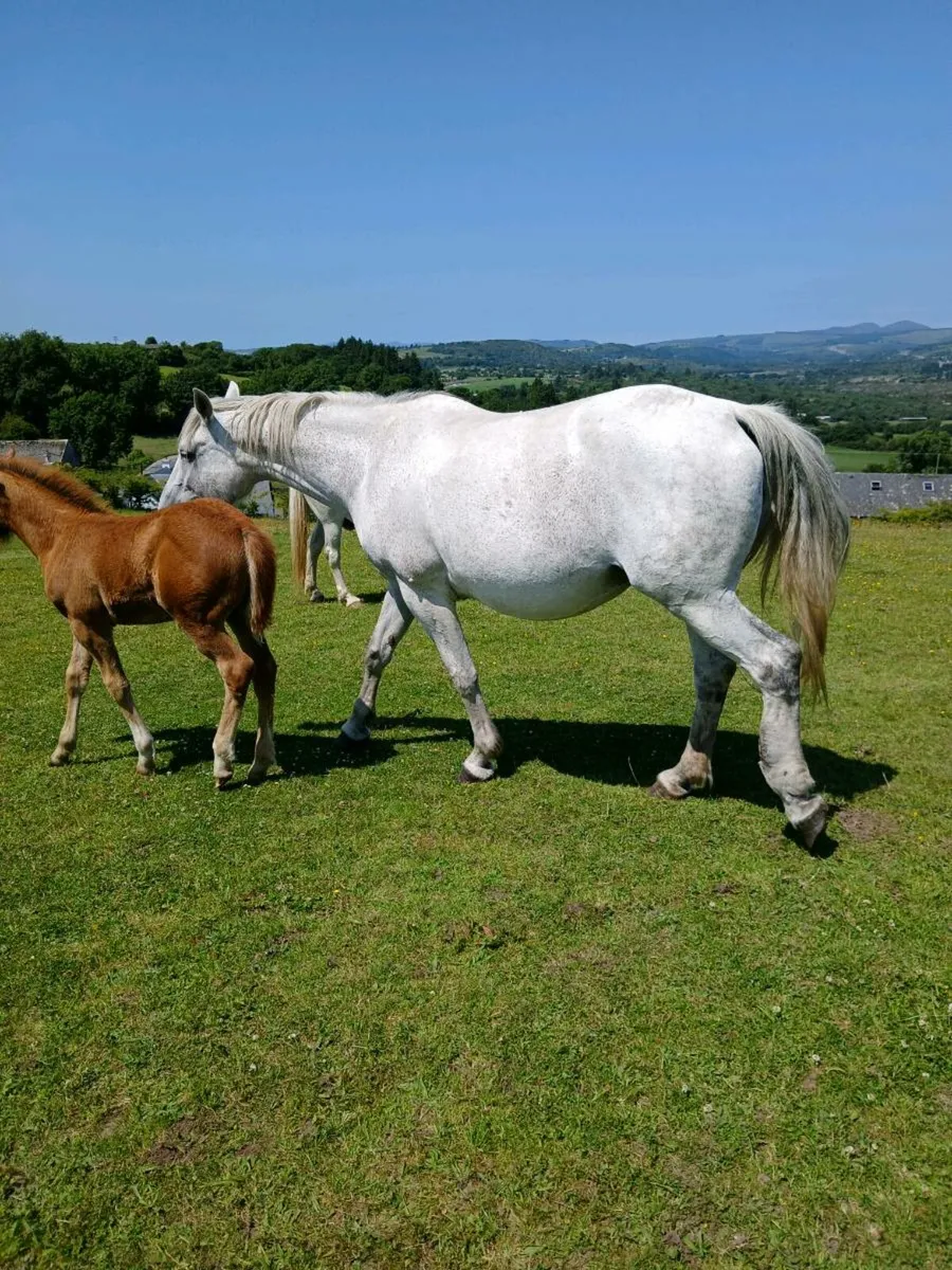 Irishdraught mare and foal - Image 4