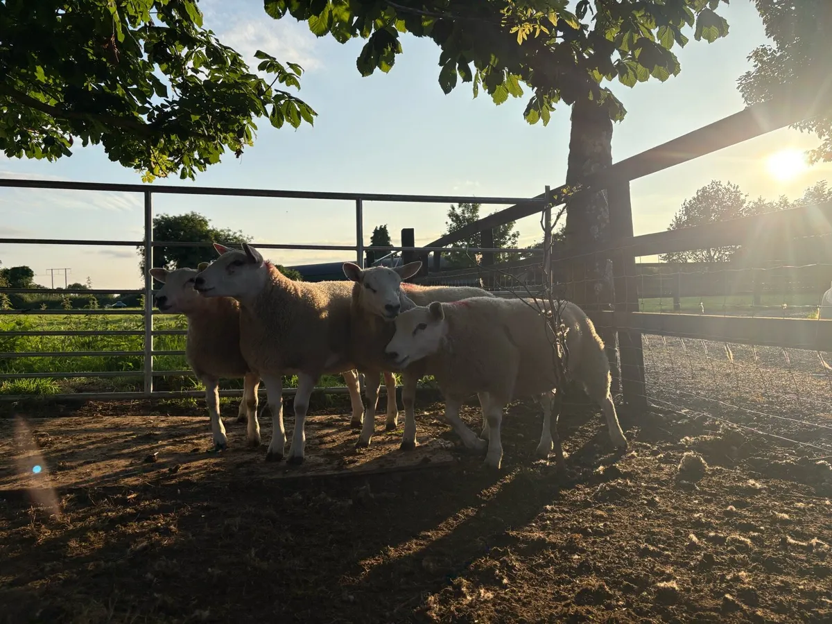 Texel ewe lambs - Image 1