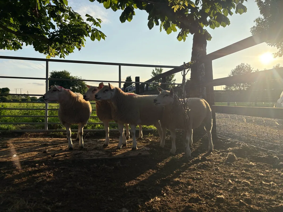 Texel ewe lambs - Image 2