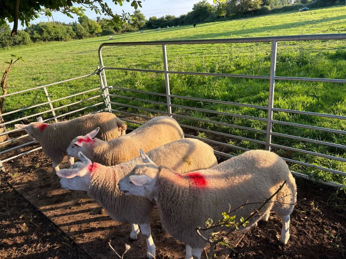 Texel ewe lambs - Image 3