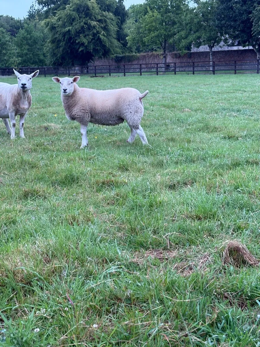 Texel ewe lambs - Image 4