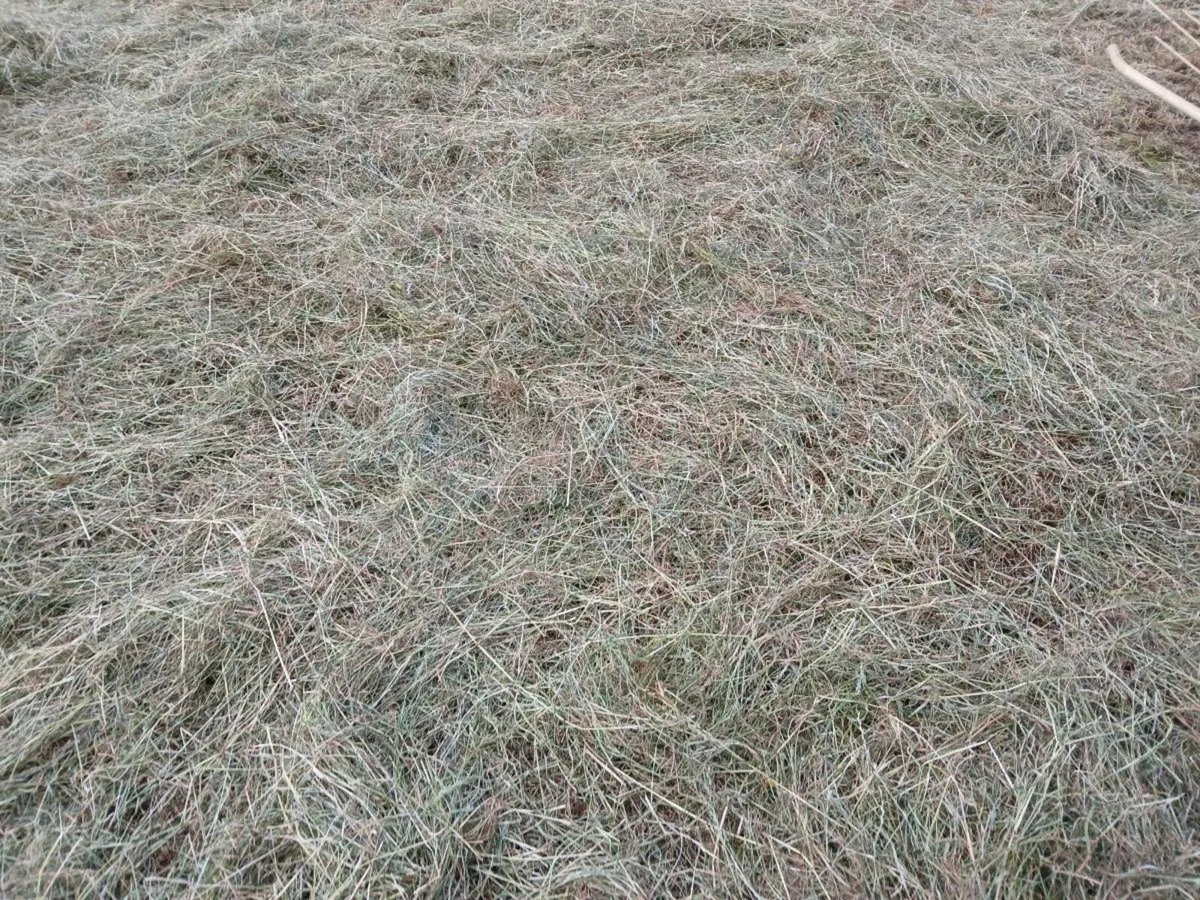 Small bales of 2025 hay - Image 2