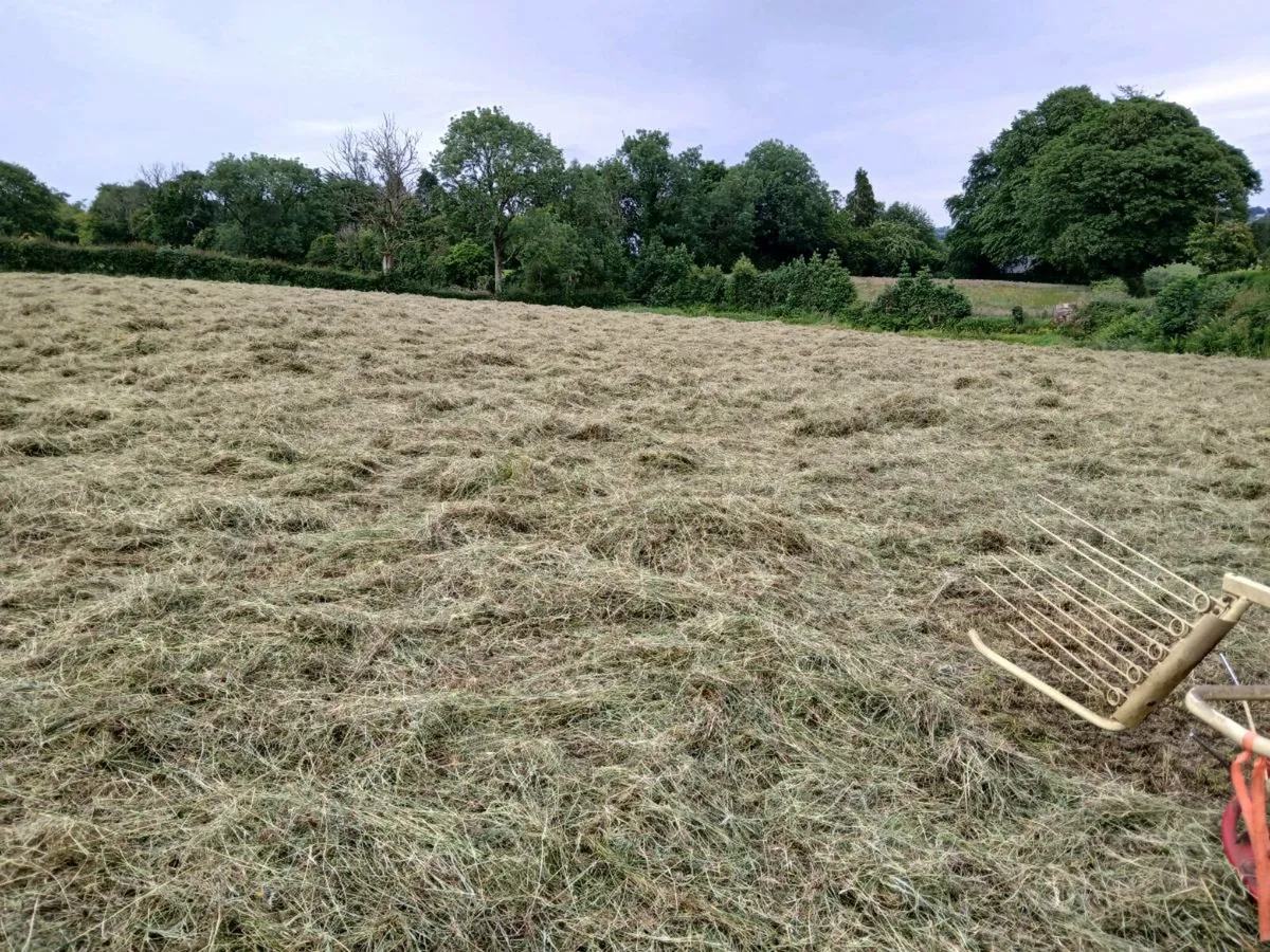 Small bales of 2025 hay - Image 3