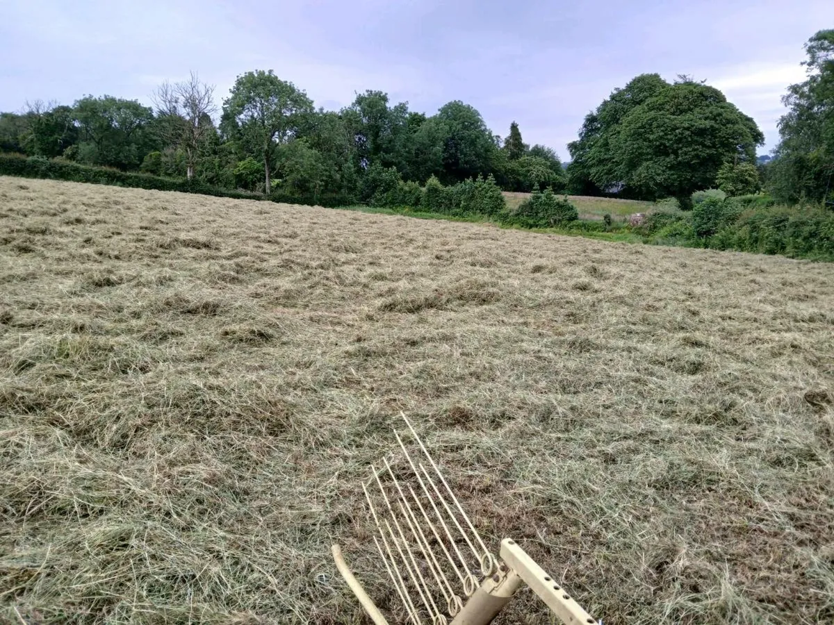 Small bales of 2025 hay - Image 4