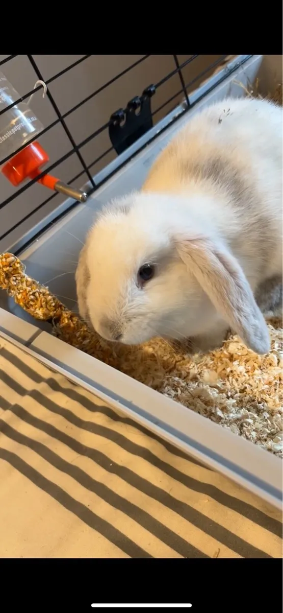 Bunny - Image 1