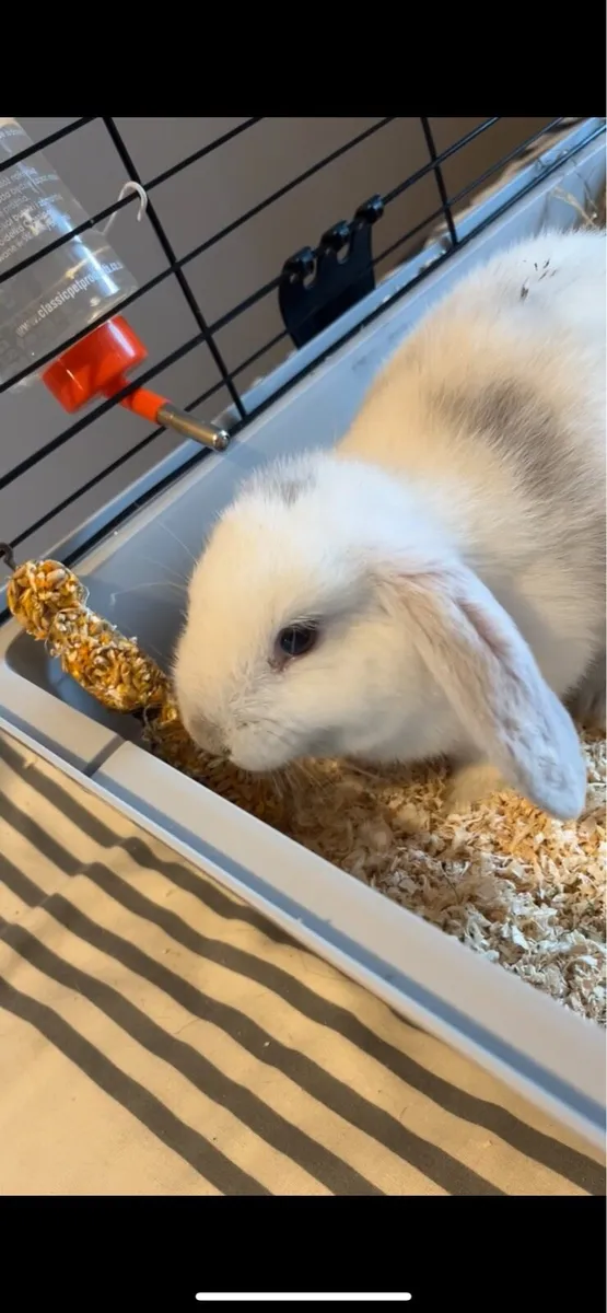 Bunny - Image 2