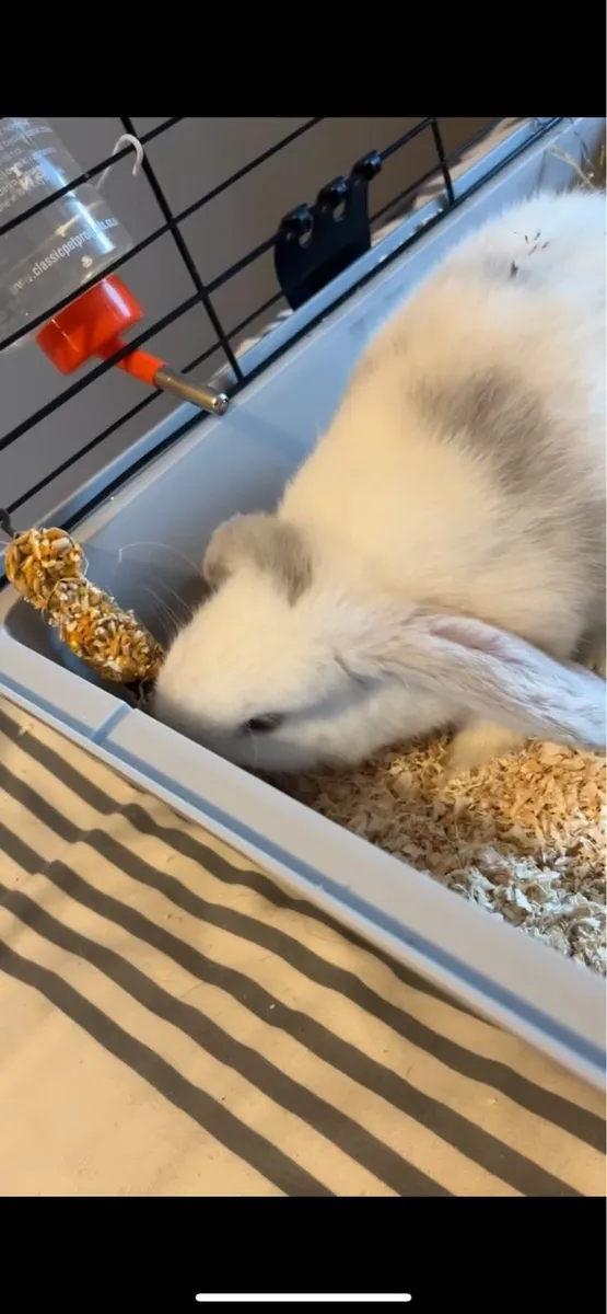 Bunny - Image 3