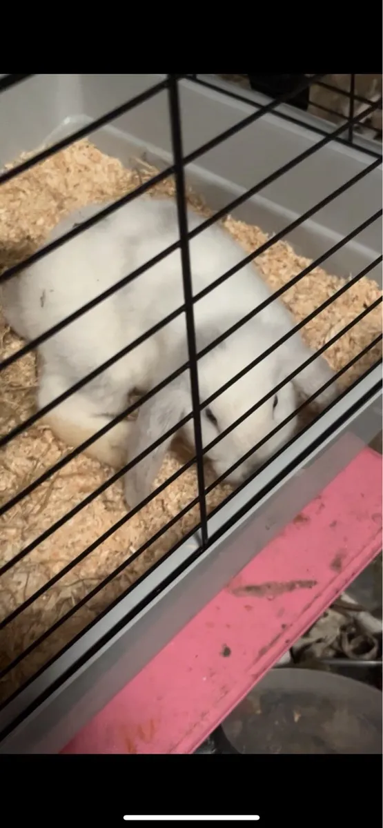 Bunny - Image 4