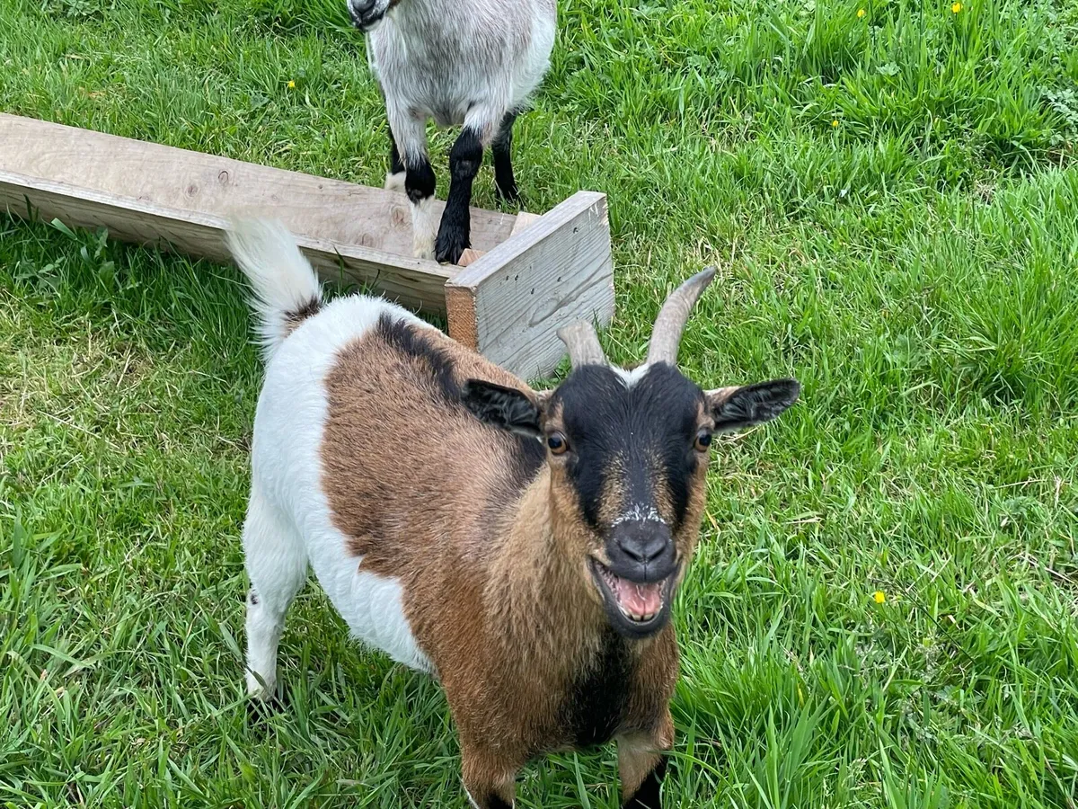 Pygmy Females x 2 - Image 2
