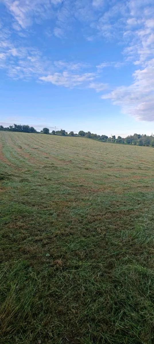 Square bales of hay for sale - Image 2