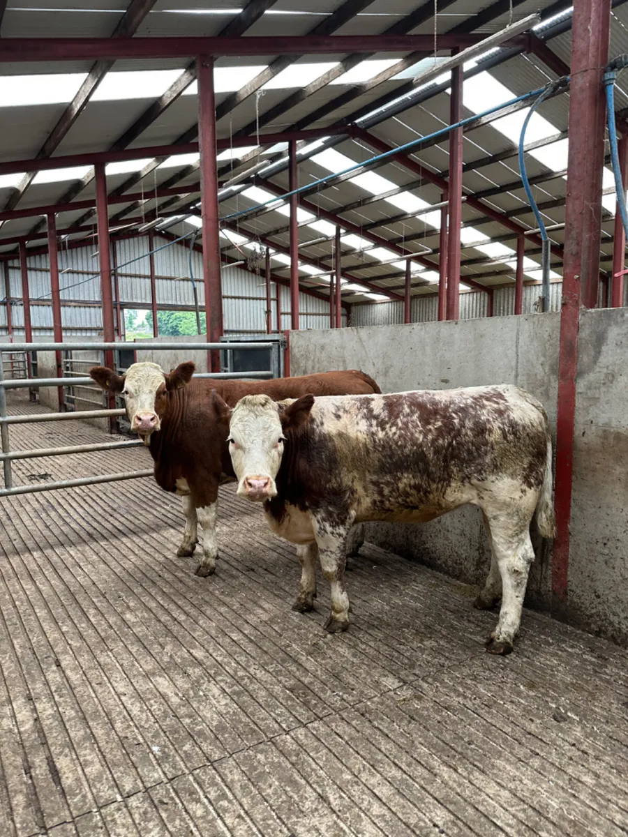 Roaned Simmental heifers - Image 4