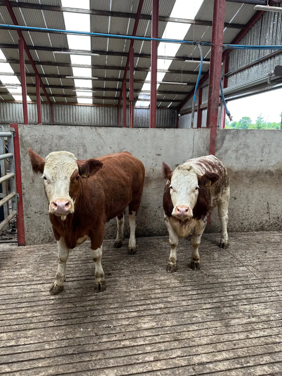 Roaned Simmental heifers - Image 2