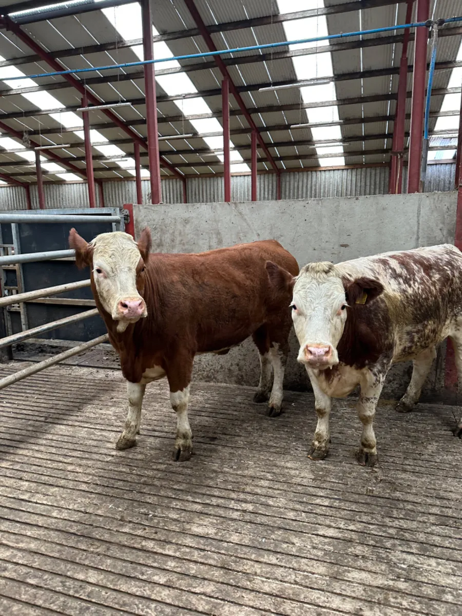 Roaned Simmental heifers - Image 1