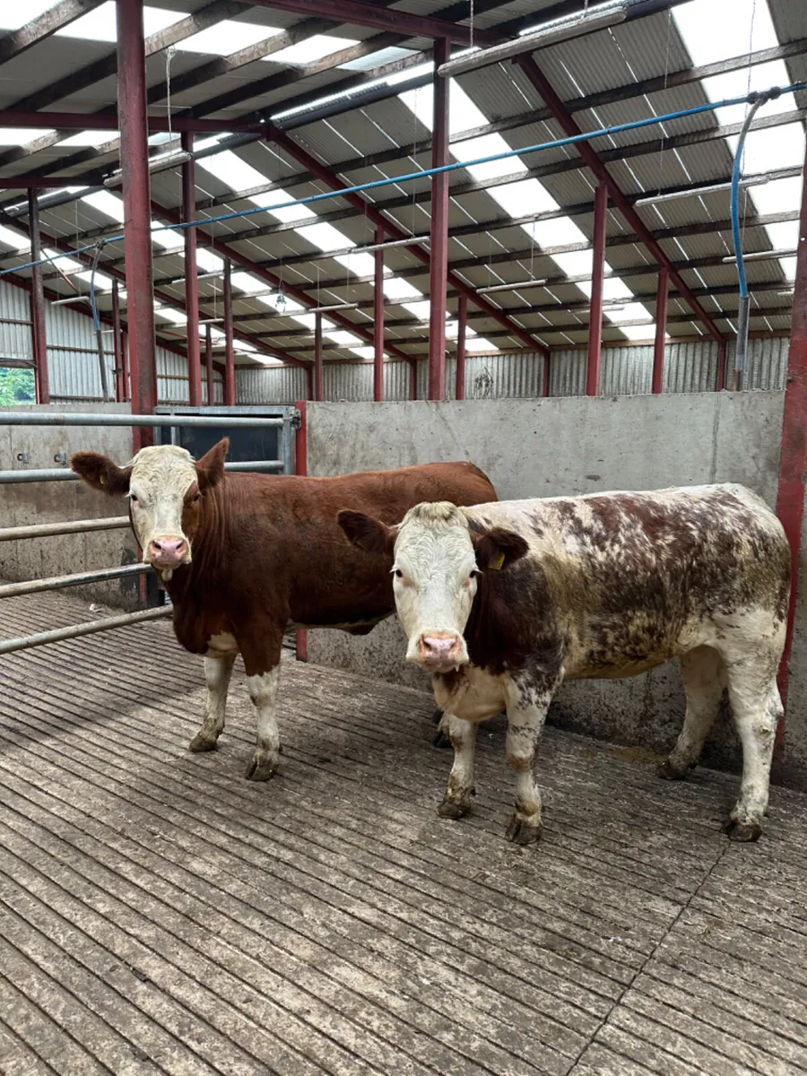 Roaned Simmental heifers - Image 3