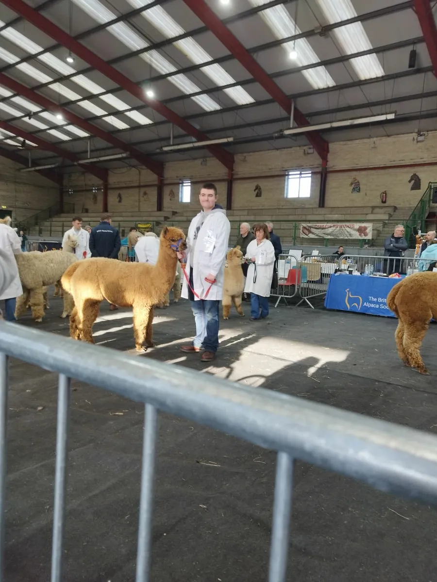 Alpacas - Image 3