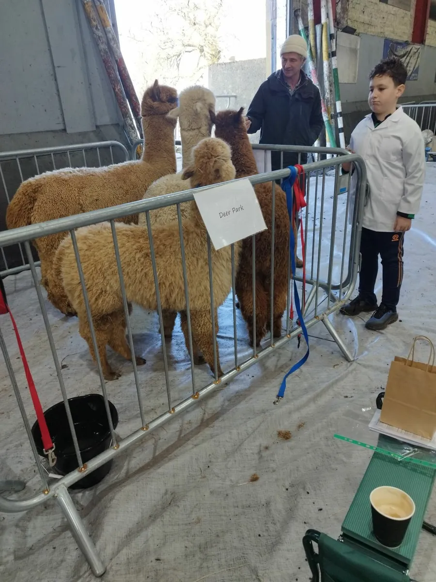 Alpacas - Image 4