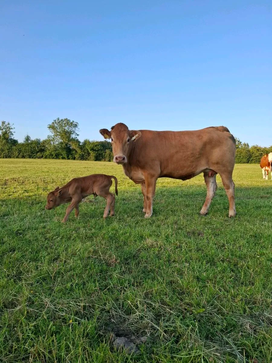 5 star 1st calver freshly calved - Image 1